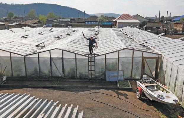 Valery Danilenko, 55, owner of a cucumber farm located in the yard of his wooden house, walks on the roof of his greenhouse in the village of Tes, Minusinsk district of Krasnoyarsk region, Siberia, Russia, May 21, 2016. Danilenko cultivates cucumbers for sale and believes that his daily musical concerts inside a greenhouse improve the growth and taste of cucumbers. REUTERS/Ilya Naymushin