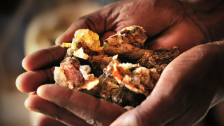 Why the world is running out of frankincense