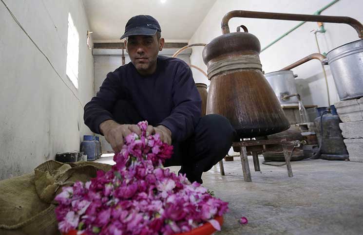﻿عودة الورد الدمشقي إلى الحقول المحيطة بالعاصمة السورية