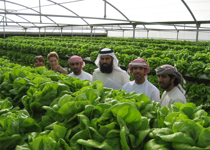 خطة المحاصيل المحلية تعزز الأمن الغذائي في أبوظبي