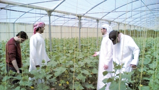 أبوظبي تقهر الظروف المناخية وتسجل قفزة في إنتاج الخضروات