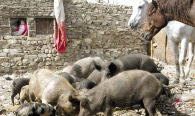 القاهرة تسمح بتربية وتجارة الخنازير بعد حظرها 9 أعوام