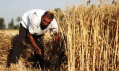 العراق يخسر بسبب شح الأمطار 30 في المئة من محصول القمح