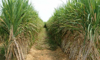 ﻿«الخليج للسكر» توقع اتفاقا مع مصر لإقامة مجمع زراعي صناعي بكلفة مليار دولار لانتاج سكر البنجر