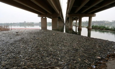 كارثة نفوق الأسماك في العراق.. القصة كاملة