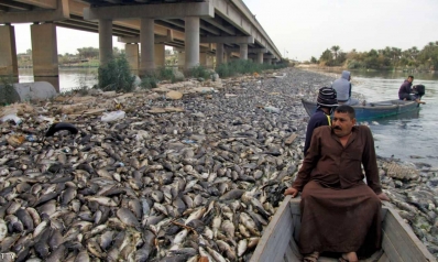 نفوق أسماك العراق.. ماذا حدث ومن المسؤول؟
