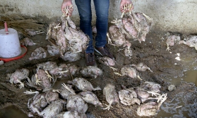 دجاج إيراني نافق يسوّق في العراق