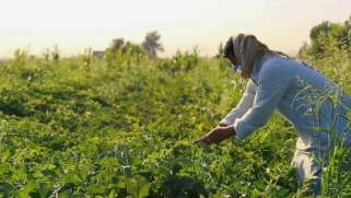 شاهد.. فرصة ذهبية يوفرها كورونا للزراعة في العراق