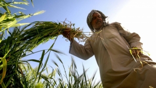 أذرع إيران في العراق تحبط مشروع الشراكة السعودية العراقية في مجال الزراعة