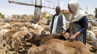 السودان يطلق مبادرة مصدري المواشي لدعم الاقتصاد
