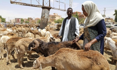 السودان يطلق مبادرة مصدري المواشي لدعم الاقتصاد