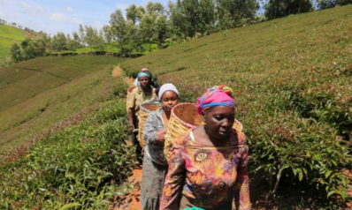 جهّزوا رؤوسكم لصداع حقيقي: الشاي يتلاشى من مزارع كينيا
