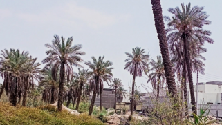 بعد أن كان في الصدارة عالميا في إنتاج التمور.. العراق يسعى لطرق حديثة لإكثار النخيل