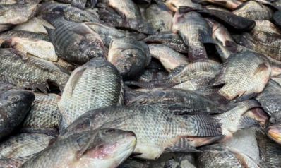 وصلت مصر لمرحلة الاكتفاء الذاتي من إنتاج الأسماك