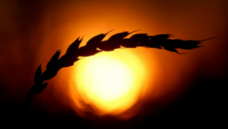 بقرارات مهمة.. العراق يكافح لاحتواء معضلة “الحرب والقمح”