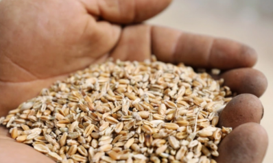 ارتفاع الأسعار وإغلاق بعض المخابز.. نقص القمح يهدد بأزمة غذاء في ليبيا