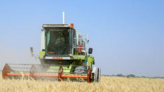 الجفاف وحرب أوكرانيا يفاقمان تراجع إنتاج القمح في العراق