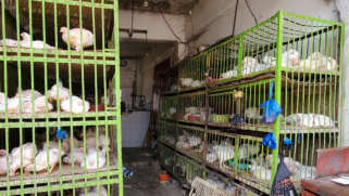 ارتفاع أسعار الدجاج يثير سخرية اليمنيين وغضبهم
