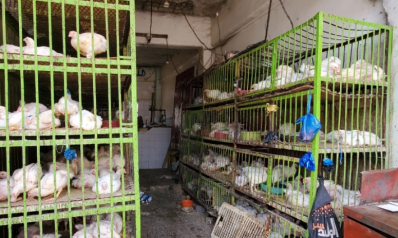 ارتفاع أسعار الدجاج يثير سخرية اليمنيين وغضبهم