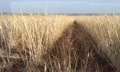 معضلة زراعة وتصدير.. كيف تأثرت أراضي أوكرانيا؟ وما الذي ينتظره العالم؟