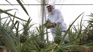 مع تفاقم أزمة الغذاء العالمية، الخليج يقدم الحلول
