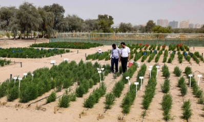 نبتة ساليكورنيا نموذج لزراعة المستقبل في صحراء الإمارات