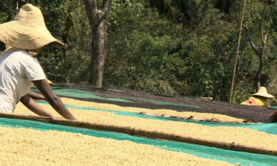 بزيادة قدرها 500 مليون دولار.. القهوة الإثيوبية تحقق معدلات إنتاج قياسية