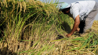 بعد القمح.. لماذا تفرض الحكومة المصرية على المزارعين توريد الأرز؟