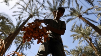 التمور المصرية تكافح للوصول إلى الأسواق العالمية