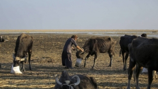 الجفاف يدمر قطعان الجاموس في أهوار العراق