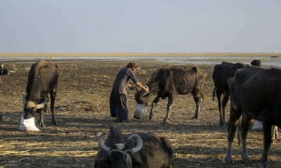 الجفاف يدمر قطعان الجاموس في أهوار العراق