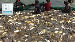 الثروة السمكية في بلاد ما بين النهرين مهددة بالانقراض