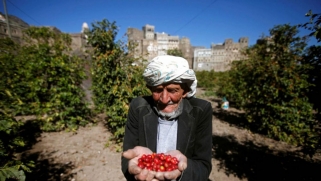 مزارعون يواجهون المصاعب لإحياء “مجد” البن في اليمن