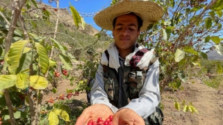 المزارعون في اليمن يقتلعون القات ويعودون إلى زراعة البن