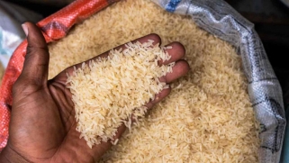 تراجع إنتاج الأرز يهدد إمدادات الغذاء العالمية