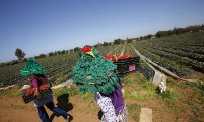 المغرب يسرّع رقمنة الزراعة لمواجهة الجفاف والتغييرات المناخية