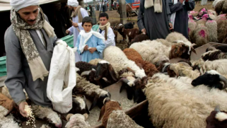 مصر ستستورد الماشية من جيبوتي