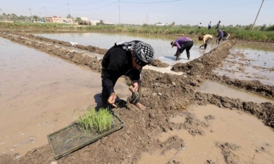 الجفاف يجبر العراق على تقييد زراعة الأرز