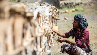 النحالون اليمنيون في هجرة متواصلة جراء تغير المناخ
