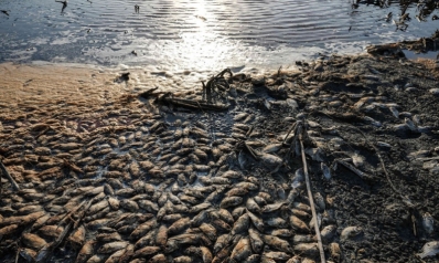 مربو الأسماك يعانون على وقع جفاف الأنهار في العراق