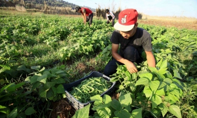 الزراعة البيولوجية في المغرب تصمد وسط التحديات