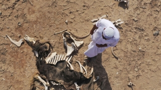 الإجهاد المائي يهدد 15 دولة عربية: مخاطر محدقة بالصحة والغذاء والطاقة
