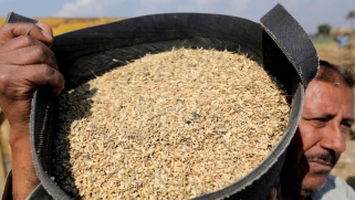 إلغاء دعم الأرز: الحكومة المصرية تلامس الخط الأحمر