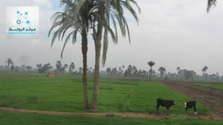 تنشيط الزراعة العراقية: مخطط شامل للنمو المستدام والازدهار
