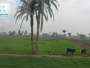 تنشيط الزراعة العراقية: مخطط شامل للنمو المستدام والازدهار