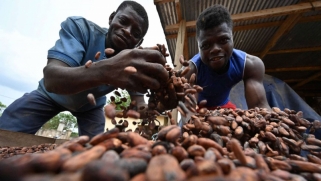 ظاهرة النينيو تهدد جغرافيا إنتاج الكاكاو في أفريقيا