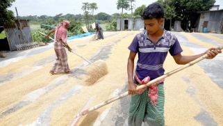نصف العالم يأكل الأرز: كيف نساعد المزارعين على تجاوز محنة المناخ