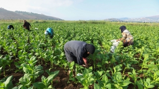 لبنان أمام فرصة لمعالجة أزمة الغذاء