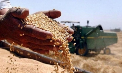 الحنطة بين الانتاج والاستيراد وسعر الطحين في السوق المحلي