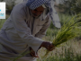 النهضة الزراعية في العراق من أجل الرخاء المستدام
